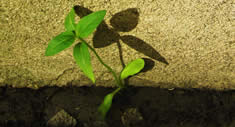 PlantProtection